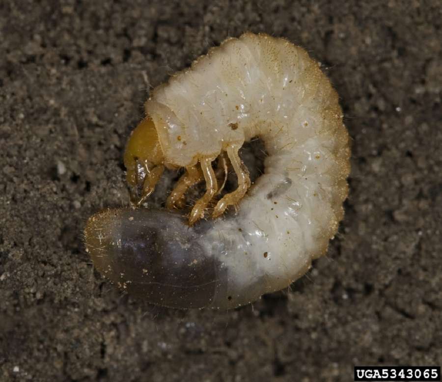 What Are Grubs In Your Lawn - 3 Signs You Have a Grub Problem in Your Lawn